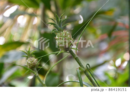 パイナップルの赤ちゃん 86419151