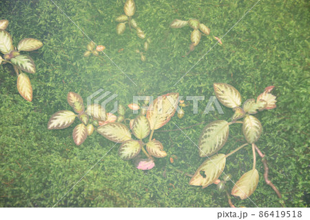 湿度たっぷりな苔とシダ植物 湿度たっぷりな苔とシダ植物 86419518