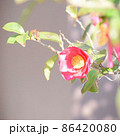 寒椿 86420080