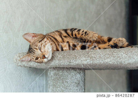 Young cute bengal cat laying on a soft cat's shelf of a cat's house. 86420287