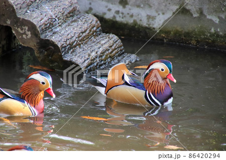 公園の池で泳ぐオシドリ 公園の池で泳ぐオシドリ 86420294