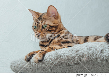 Young cute bengal cat laying on a soft cat's shelf of a cat's house. 86420326