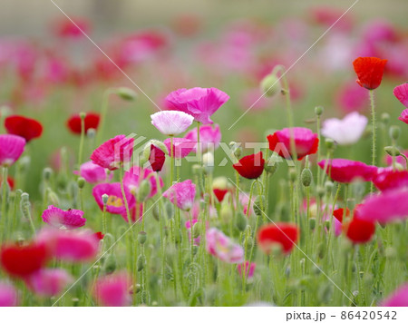 赤 明るい カラフル 86420542