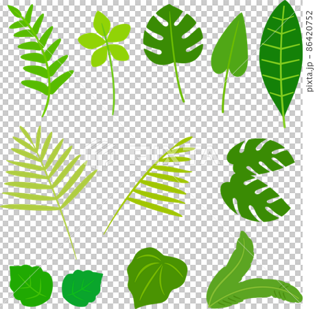 熱帶植物葉插圖集 86420752