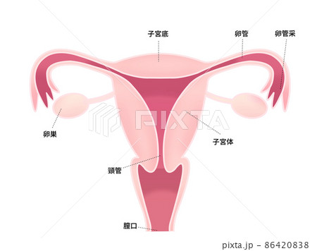 子宮のイラスト(字入り) 子宮のイラスト(字入り) 86420838