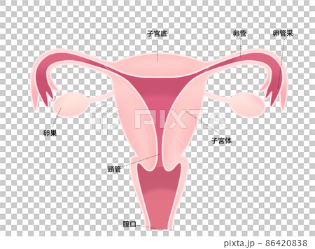子宮のイラスト(字入り) 子宮のイラスト(字入り) 86420838