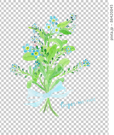 Watercolor illustration of forget-me-not bouquet Watercolor illustration of forget-me-not bouquet 86420845