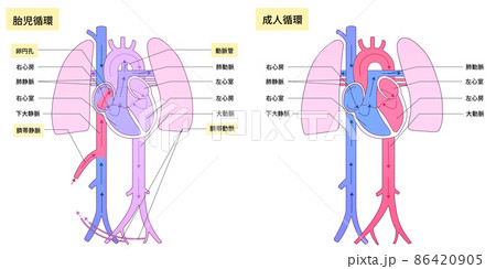胎児・成人循環の図（字入り） 86420905