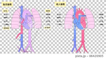 胎児・成人循環の図（字入り） 86420905