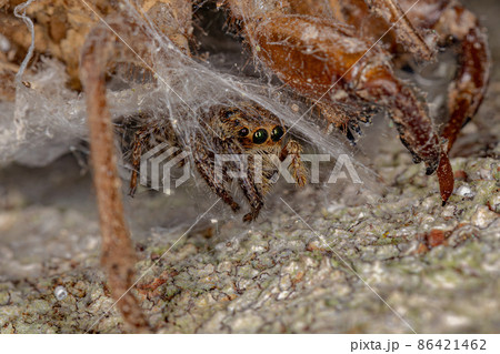 Adult Female Pantropical Jumping Spider Adult Female Pantropical Jumping Spider 86421462