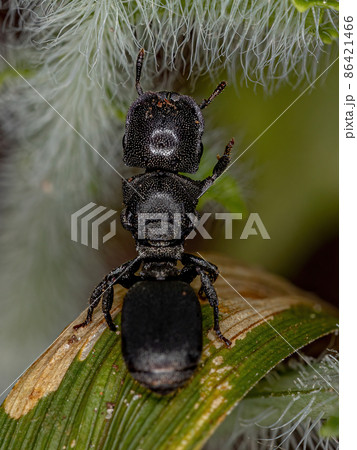 Adult Black Queen Turtle Ant Adult Black Queen Turtle Ant 86421466