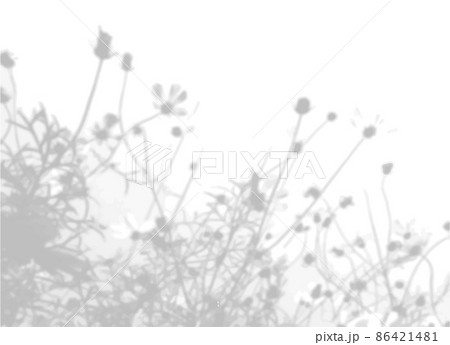 Summer background from the shadow of a sprig of field grass on a white wall. White and black for photo or mockup 86421481