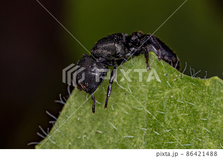 Adult Black Queen Turtle Ant Adult Black Queen Turtle Ant 86421488