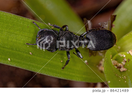 Adult Black Queen Turtle Ant 86421489