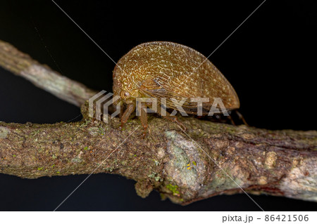 Adult Typical Treehopper Adult Typical Treehopper 86421506