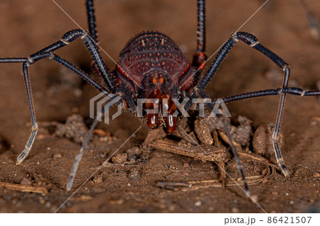 Adult Gonyleptid Harvestmen 86421507