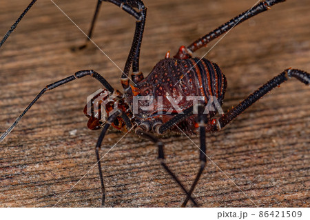 Adult Gonyleptid Harvestmen 86421509