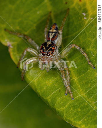 Small Jumping Spider Small Jumping Spider 86421513