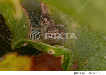 Adult Female Jumping Spider 86421525