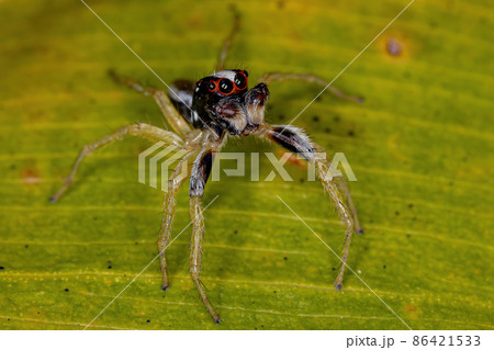 Adult Male Jumping Spider 86421533
