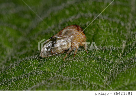 Adult Buffalo Treehopper 86421591