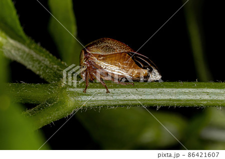 Adult Buffalo Treehopper Adult Buffalo Treehopper 86421607