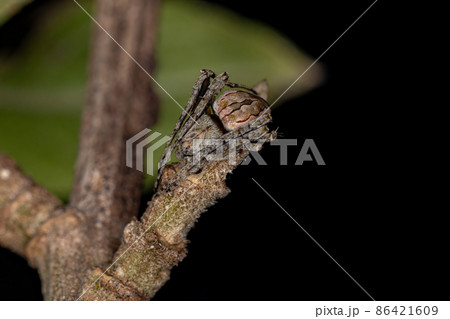 Small Typical Orbweaver 86421609