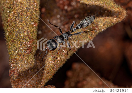 Adult Female Twig Ant Adult Female Twig Ant 86421914