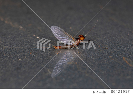 Adult Male Prong-gilled Mayfly Adult Male Prong-gilled Mayfly 86421917