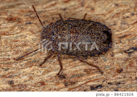 Adult Stink bug 86421926