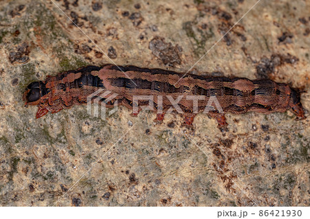 Black Witch moth caterpillar 86421930