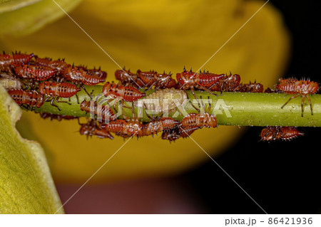 Treehopper Nymphs Insects 86421936