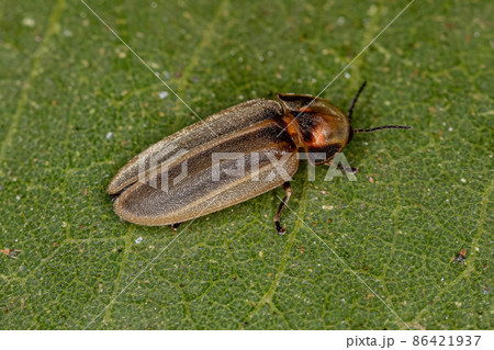 Adult Firefly Beetle Adult Firefly Beetle 86421937