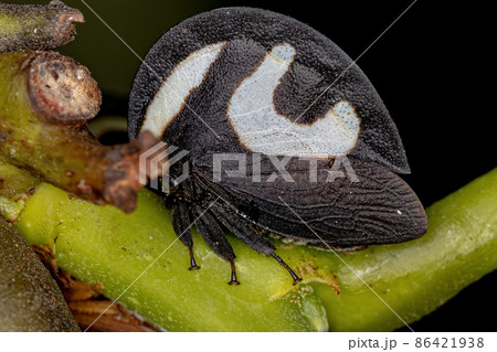 Adult Black-and-white Treehopper 86421938
