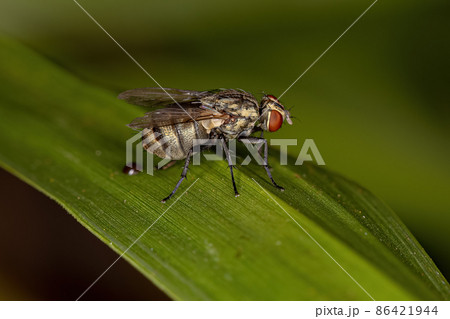 Adult Calyptrate Fly 86421944