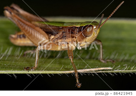 Adult Stridulating Slant-faced Grasshopper 86421945