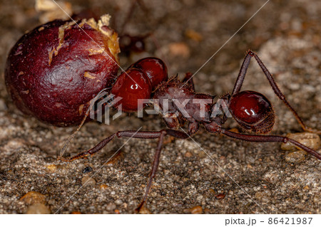 Atta Leaf-cutter Ant 86421987