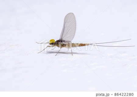 Adult Male Mayfly Insect Adult Male Mayfly Insect 86422280