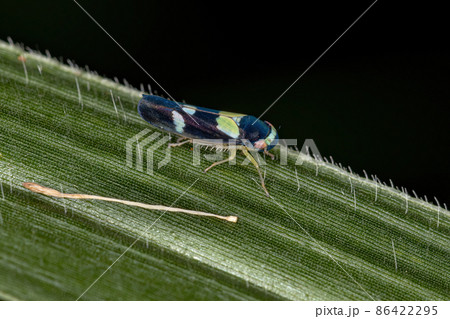 Adult Small Sharpshooter Insect Adult Small Sharpshooter Insect 86422295