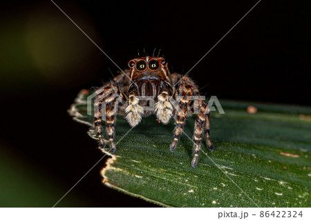 Female Jumping Spider 86422324