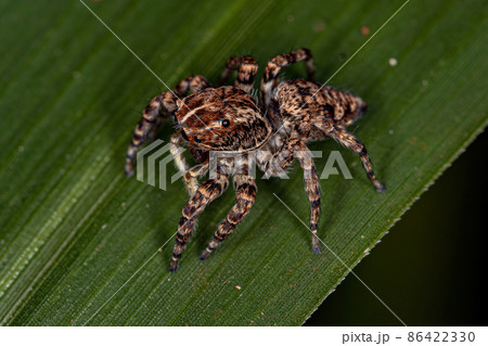 Female Jumping Spider Female Jumping Spider 86422330