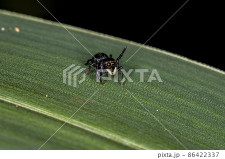 Small Black Jumping Spider 86422337