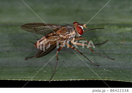 Adult Bristle Fly 86422338