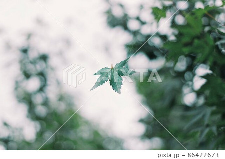 蜘蛛の巣に引っかかった青もみじ 蜘蛛の巣に引っかかった青もみじ 86422673
