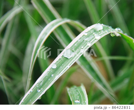 Close up of leaves with drops of water after the rain. Close up of leaves with drops of water after the rain. 86422831