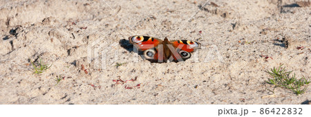 The spring natural banner of the beautiful butterfly on the sand. The spring natural banner of the beautiful butterfly on the sand. 86422832