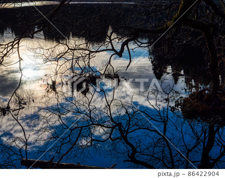 池に沈んだ樹木 86422904