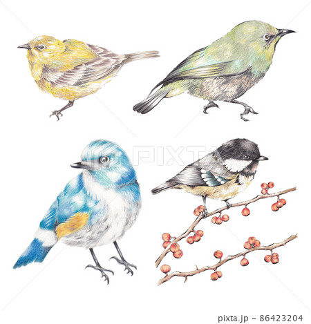 4種類の鳥のイラストセット 手描き色鉛筆画のイラスト素材