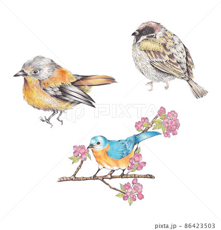 3種類の鳥のイラストセット 手描き色鉛筆画のイラスト素材 [86423503 