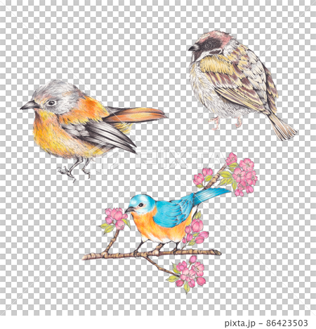 插圖集 3 種鳥類手繪彩色鉛筆劃 86423503